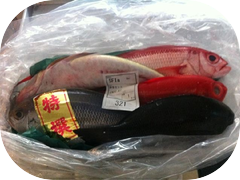 Fresh fish in from Japan.
