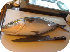 Check out this Warasa (young yellowtail) they are getting lots of fat now!