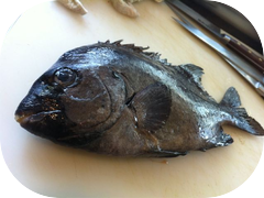 Ishigakidai. Knife-jaw