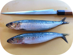 Check out how big these sardines are!