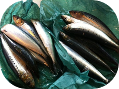 A big pile of big beautiful Toro Iwashi.
