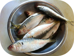 Some tasty little Kohada.