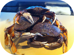 Fresh live Dungeness Crab! We are making Sunomono, Kani Nigiri, and California Maki with them.