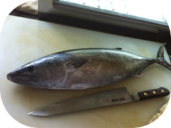Just about to fillet this beautiful Katsuo Skipjack Tuna from Japan!