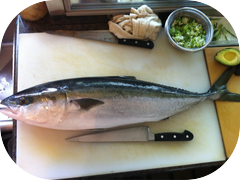 A big beautiful wild Yellowtail from Japan!