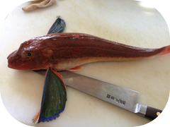 Bluefin sea robin