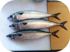 Some nice big fat saba from Japan.