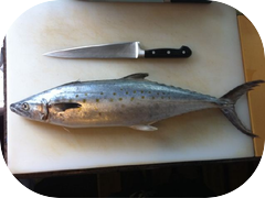 Check out this Sawara from the east coast (Spanish mackerel)
