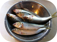 Kohada for dinner tonight.