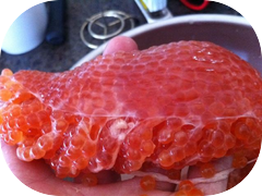 About to prepare this fresh Ikura!