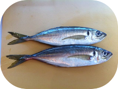Check out these big beautiful Tsuri Aji!