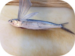 Flying fish!